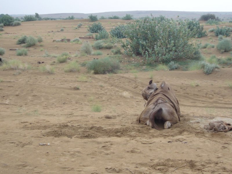 Travel - India - Rajasthan - Desert Camel Trip - Next Morning